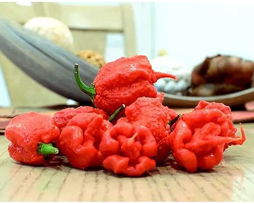 PERZOE Semi di ortaggi al peperoncino Carolina Reaper rari da 100 pezzi, regalo per decorazioni da giardino