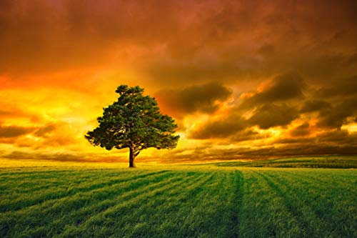 VLIES Fototapete-WIESE-(498Pr)-500x280 cm-Foto-Kunst Baum Orange Himmel Blumen Sonnenuntergang Feld Grün Landschaft Natur Panorama Wandtapete Bildtapete