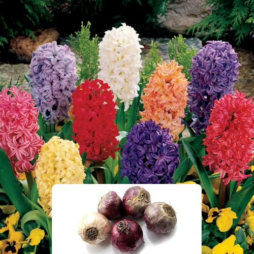 5 Hyacinth Bedding Mixed Bulbs - Vibrant Spring Flowers with Fragrant Bell-Shaped Blooms - Scented Hardy Perennial for Your Garden. Cultivated for UK Climate Conditions