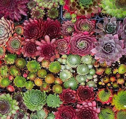 Sempervivum Mix 100+Seeds Hens & Chicks Succulents