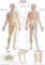 Anatomische Lehrtafel Dermatome | ca. 70 x 100 cm
