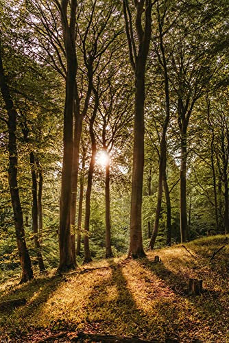 Sonnenaufgang im Wald - Sunrise Forest - Poster Plakat Druck - Größe 61x91,5 cm