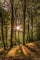 Sonnenaufgang im Wald - Sunrise Forest - Poster Plakat Druck - Größe 61x91,5 cm