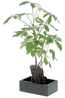 KENTIS - Schefflera Arboricola su Pietra Lava - Piante Vere da Appartamento - Pianta da Interno Purifica Aria - H 35-45 cm Vaso Ø 17 cm