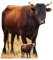 empireposter Jungbulle - Tiere - Pappaufsteller Standy - 100x90 cm