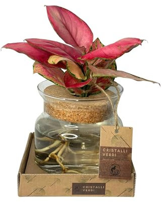 Pianta Vera di Aglonema 'Red Anjamani' in Idrocultura, Foglie Rosse, Vaso di Vetro Trasparente, Ornamentale, Facile da Mantenere