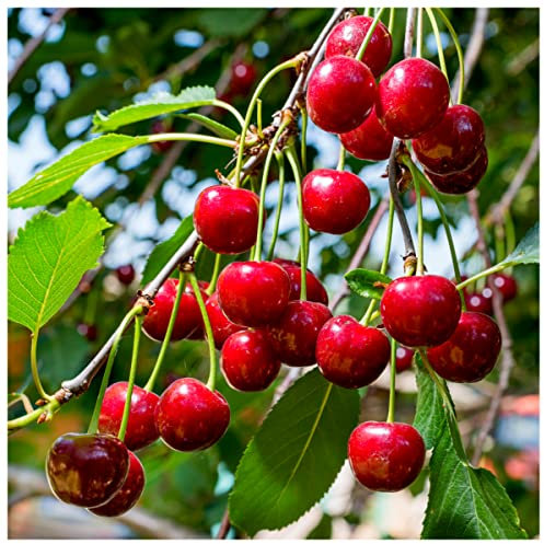 Merton Premier Cherry Tree 4-5ft, Bare Root, Large, Dark Red, Sweet & Juicy Cherries 3fatpigs®