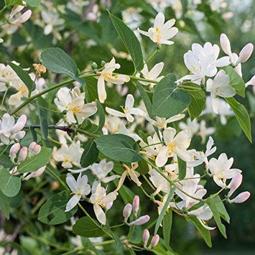 Lonicera Fragrantissima - Heckenkirsche 40-50 cm Pflanzcontainer