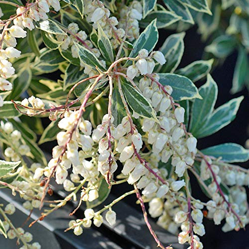 Thompson & Morgan Hardy Perennial Shrub, Pieris ‘Flaming Silver’, Potted Garden Plants Ideal for Cottage Gardens, Patio and Containers (1 x 9cm Pot)