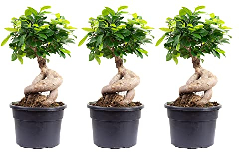 Set di 3 fico cinese – Ficus Ginseng – altezza ca. 40 cm, diametro pentola 17 cm