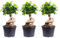 Set di 3 fico cinese – Ficus Ginseng – altezza ca. 40 cm, diametro pentola 17 cm