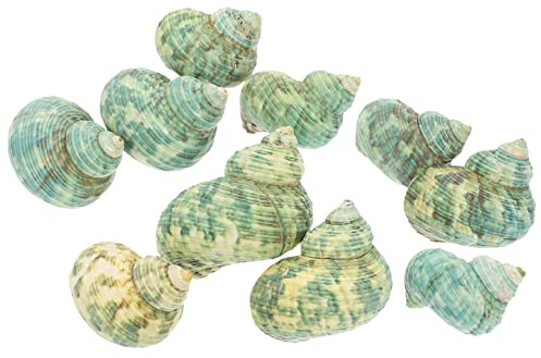 TOYANDONA 10 Stück Teiliges Natürliche Posthornschnecken Muscheln als Häuser Lebendige Aquarium Deko Ungiftige Unterwasser Dekoration für Tropische Aquarien und Sukkulentenbehälter