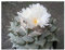 Ariocarpus furfuraceus - lebender Felsen Kaktus - 10 Samen