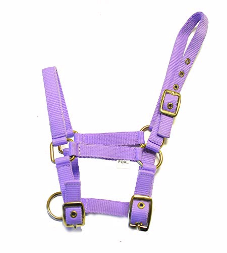 Rhinegold 0 Fohlen-Halfter aus Nylon, Lila Nylonhalfter, Flieder, Einheitsgröße