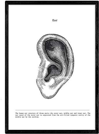 Nacnic Anatomie Poster. Vintage Stil Wanddekoration Abbildung von Ohr, Muskeln und Knochen. Verschiedene menschliche Körper, Biologie und Medizin Bilder ohne Rahmen. Größe A3.