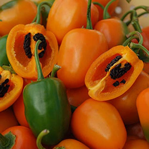 20 Semi | Rocoto Orange 'Manzano & Locoto' | Chili | Caldo Estremamente