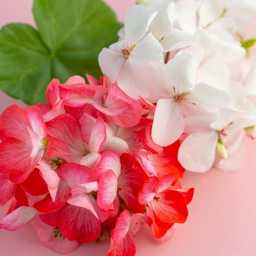 Geranium Plants, Selection Multi-Package, Red and White and Rose, 60 x Full Plant Package, Geraniums, Bedding Plants, Garden Ready and Ready to Plant, Premium Quality Flowers