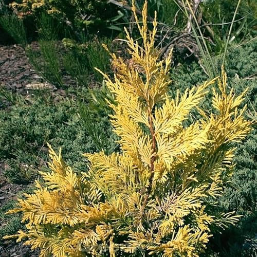 Leyland Zypresse Gold Rider 60-80cm - Cupressocyparis leylandii