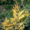 Leyland Zypresse Gold Rider 60-80cm - Cupressocyparis leylandii