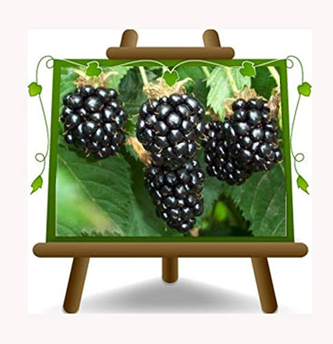 Björnbärsträd Rubus Fruticosus Thornfri – fruktväxt antik på blomkruka 17 – träd max 180 cm – odling Italien