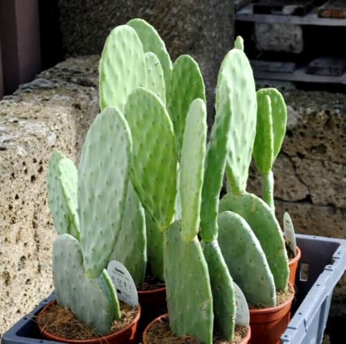 Opuntia ficus Indica,Feigenkaktus,sehr Große Pflanzen,ca.50cm hoch,2 Pflanzen pro Topf