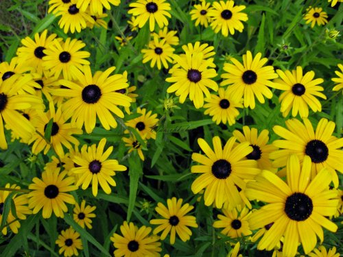 Staudenkulturen Wauschkuhn Rudbeckia fulgida var. speciosa - Sonnenhut - Staude im 9cm Topf