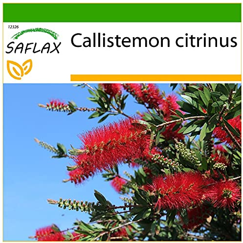 SAFLAX - Red Bottle Brush - 400 Seeds - with Soil - Callistemon citrinus