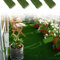 ANTEVIA - Gazon synthétique 800 x 100 cm (4 Rouleaux) | 4 Tailles Disponibles | Pelouse Haut de Gamme (Luxo 8 x 1 mètres)
