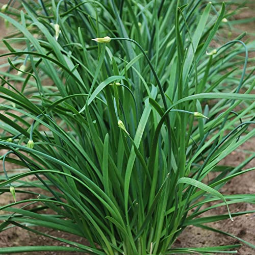 Chinese Leek Seeds - Flowering - 1 Oz ~10250 Seeds - Non-GMO, Heirloom - Asian Garden Vegetable & Microgreens