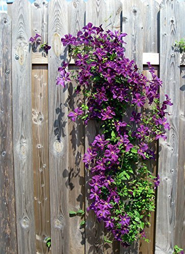 Riesenclematis, Clematis Waldreben Kletterpflanzen, Etoile Violette, sehr robust 120-150cm topfgewachsen