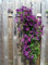 Riesenclematis, Clematis Waldreben Kletterpflanzen, Etoile Violette, sehr robust 120-150cm topfgewachsen