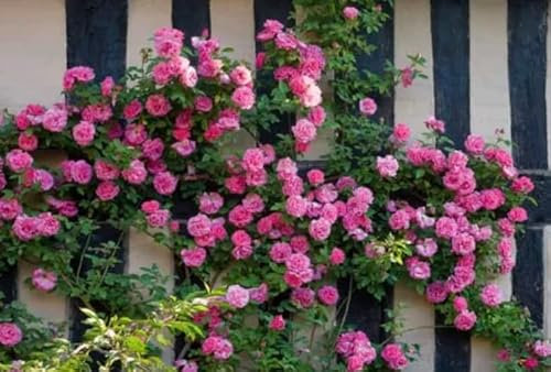 “Zephirine Drouhin” Climbing Rose Plant in A 3 Litre Pot-Pink Rose- Thorn Less