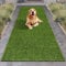Passatoia Erba Sintetica Prato Sintetico Artificiale Giardino 2 Cm Bicolore Effetto Secco Drenante Resistente Uv Terrazzo Balcone Manto Calpestabile 20Mm Zerbino Striscia - Bicolore - 1x3 MT