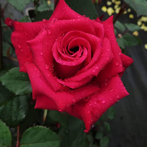 Favourite Friend - 5.5lt Potted Hybrid Tea Garden Rose Bush - Fragrant Deep Cerise - Friend Gift - Exclusive!