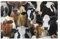 Animales De Granja Vacas Lecheras Vaca, Juego de 6 manteles Individuales de Lino de imitación, Lavables, Resistentes al Calor, 30 x 45 cm