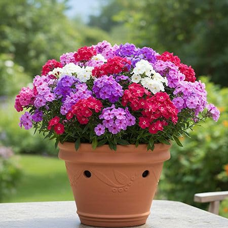 100 Stück gemischte Phlox-Blumensamen