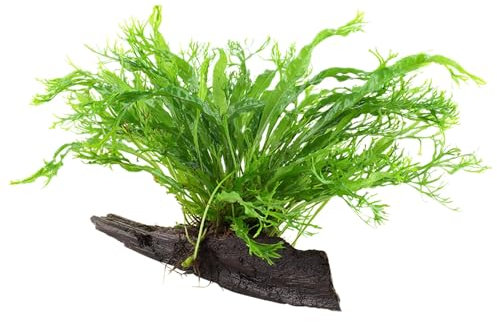 Aqua Essentials Microsorum windelov on Wood - Small