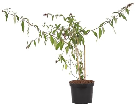 Sommerflieder David 'Pink Delight' - Buddleia davidii