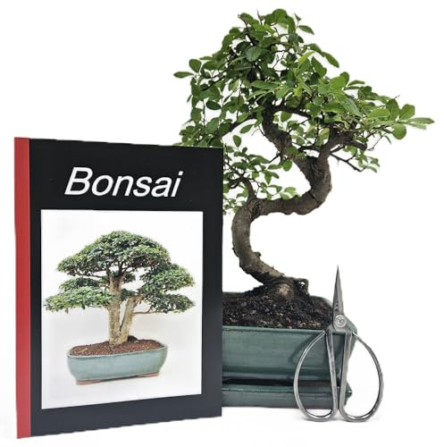 Genki-Bonsai Starterset Chinesische Ulme ca. 30 cm – 4-teiliges Bonsai Komplettset mit Schere, Untersetzer & Bonsaibuch – pflegeleichter Indoor-Zimmerbonsai für Anfänger & Fortgeschrittene