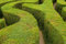 Liguster 10 Samen Ligustrum vulgare (Privet)