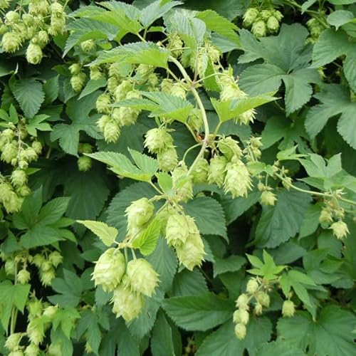 6 x Wilder Hopfen - Humulus Lupulus: Kletterpflanze mit dekorativem Laub.
