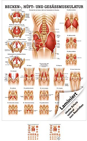Rüdiger Gesäss, Hüfte u. Beckenmuskulatur Poster Anatomie 70x50 cm med. Lehrmittel
