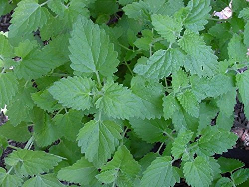 500+ SEMILLAS CATNIP Orgánica hierba Nepeta Cataria de Jardines potente gato del animal doméstico