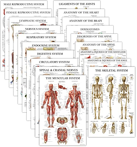 Anatomische Poster – laminiert – Muskulatur, Skelett, Verdauung, Atemwege, Kreislauf, endokrin, Lymphatisch, männlich und weiblich, nervös, Anatomiediagramm – 45.7x68.6 cm, 19 Stück