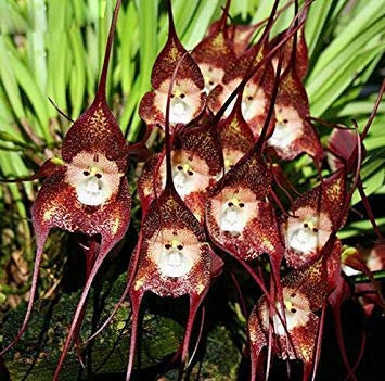 SANHOC I Semi Della Confezione: Seme Perù Affengesicht Orchidee Semi, Terza Phalaenopsis Bonsai Semi di Fiore -120 Pezzi 5