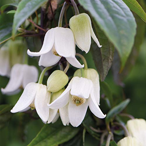 Climbing Clematis Plant Winter Flowering Evergreen for Outdoors Producing White Bell Shaped Flowers, Clematis Winter Beauty Plant in 1 Litre Pots by Thompson & Morgan (2)