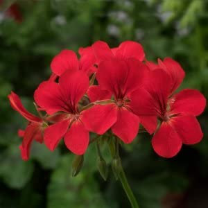 Ponak Neue 20pcs Geranien Blumensamen dunkelrot
