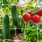 KINGKAKE Filet pour Plante Grimpantes,10X1.67m Filet Treillis pour Jardin Exterieur,Filet Potager Grimpant,pour Récolte Concombres,Tomates,Légumes,Engrener 10cm,Blanc