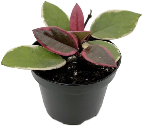 Fangblatt - Hoya Flamingo Dreams - Porzellanblume/Wachsblume - pflegeleichte Zimmerpflanze für Ihr Zuhause