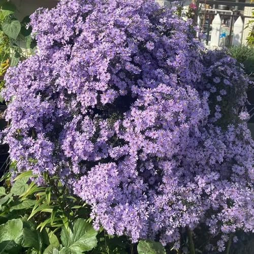 astern pflanzen samen pflanzendeko gartensamen kräutergarten stauden winterhart mehrjährig, herbstastern winterhart mehrjährig kübelpflanzen bodendecker winterhart winterfeste pflanzen 550pcs